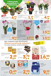 Globus-Baumarkt Orchidee im Prospekt 