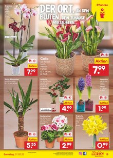 Blumen im Netto Marken-Discount Prospekt "Aktuelle Angebote" mit 59 Seiten (Wolfsburg)