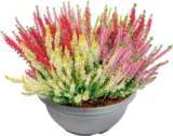Besenheide „Beauty Ladies Mix“ im Angebot bei Hornbach in Garbsen Besenheide „Beauty Ladies Mix“ Angebote von FloraSelf bei Hornbach Garbsen für 1,99 €