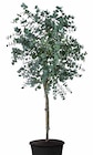 Eukalyptus von  im aktuellen Dehner Garten-Center Prospekt für 32,99 €