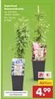 Netto Marken-Discount Fridingen - Superfood Beerensträucher Angebot im Prospekt Superfood Beerensträucher bei Netto Marken-Discount im Fridingen Prospekt für 4,99 €