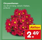 Aktuelles Chrysanthemen Angebot bei Netto Marken-Discount in Bochum ab 2,49 €