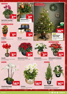 Blumentopf im Hagebaumarkt Prospekt "UNSERE BLACK WEEK KNALLER" mit 12 Seiten (Hildesheim)