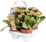 Barquette de 4 kalanchoés - Lidl à Reims Barquette de 4 kalanchoés en promo chez Lidl Reims à 3,99 €