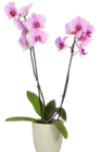 SCHMETTERLINGS-ORCHIDEE (Phalaenopsis) Angebote von G bei OBI Neustadt für 7,99 €