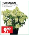 Aktuelle Hortensie Angebote bei Wreesmann in Dresden Aktuelles HORTENSIEN Angebot bei Wreesmann in Dresden ab 9,99 âŹ