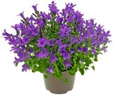 Glockenblume oder Begonie von REWE Beste Wahl für 2,99 € bei REWE im Angebot Glockenblume oder Begonie von REWE Beste Wahl im aktuellen REWE Prospekt