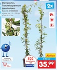 Sternjasmin, Trachelospermum jasminoides im Netto Marken-Discount Prospekt Sternjasmin, Trachelospermum jasminoides von im aktuellen Netto Marken-Discount Prospekt fĂŒr 35,99 âŹ