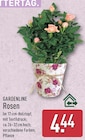 Rosen Angebot im ALDI Nord Prospekt Rosen im ALDI Nord Prospekt zum Preis von 4,44 €