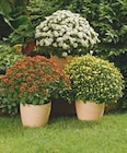 Chrysanthème - Gardenline en promo à 4,29 € chez Aldi Chrysanthème - Gardenline dans le catalogue Aldi