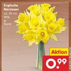 Aktuelles Englische Narzissen Angebot bei Netto Marken-Discount in Remscheid ab 0,99 €