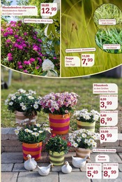 Aktueller Garten-Center Nordharz GmbH & Co. KG Prospekt mit Deko, "Wo Farben wachsen und Freude blüht!", Seite 11