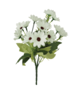 Bouquet de marguerites à Maxi Bazar dans Belvédère