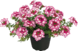 Aktuelles Pflanze Angebot bei Globus-Baumarkt in Bottrop ab 2,99 €