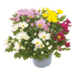 Aktuelle Chrysantheme Angebote bei toom Baumarkt in Mannheim Aktuelles Chrysanthemen Angebot bei toom Baumarkt in Mannheim ab 1,79 âŹ