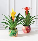 Mixte Bromelias en promo chez Super U Colmar à 12,99 €