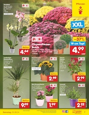 Aktueller Netto Marken-Discount Prospekt mit Garten, "Aktuelle Angebote", Seite 7