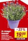 Aktuelles XL-Schopf-lavendel Angebot bei toom Baumarkt in Stuttgart ab 19,99 €