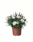 Nelken, Dianthus im Angebot bei Lidl in Herford Nelken, Dianthus Angebote bei Lidl Herford für 1,39 €