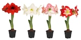 Amaryllis en promo à 2,79 € chez Carrefour Amaryllis dans le catalogue Carrefour