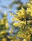 BOUQUET DE MIMOSA - GARDENLINE en promo chez Aldi BOUQUET DE MIMOSA - GARDENLINE dans le catalogue Aldi