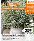 OBI Marburg Prospekt mit  im Angebot für 3,49 €