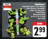 E center Amberg - Salatpflanzen Angebot im Prospekt Salatpflanzen bei E center im Amberg Prospekt für 2,99 €