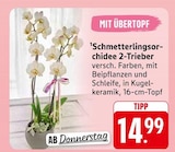 EDEKA Bullay - Schmetterlingsorchidee 2-Trieber Angebot im Prospekt Schmetterlingsorchidee 2-Trieber bei EDEKA im Bullay Prospekt für 14,99 €
