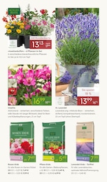 Lavendel Angebot & Preis im aktuellen Pflanzen Kölle Prospekt Lavendel Angebot im aktuellen Pflanzen Kölle Prospekt auf Seite 3