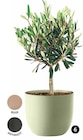 Aktuelles PFLANZTOPF ‘RIO’ Angebot bei Dehner Garten-Center in Essen ab 11,99 €