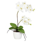 Orchidee von  im aktuellen POCO Prospekt für 9,99 €