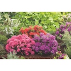 Carrefour Collégien - Promo Azalée Promo Azalée à 4,89 € dans le catalogue Carrefour à Collégien