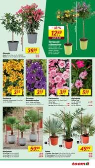 Blumen im toom Baumarkt Prospekt "Respekt, wer's selber macht." mit 24 Seiten (Jena)