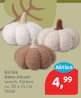 Kürbis Deko-Kissen im Angebot bei budni in Lüneburg Kürbis Deko-Kissen Angebote bei budni Lüneburg für 4,99 €