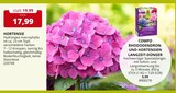 HORTENSIE im Angebot bei PROFI Wesch in Eisenach HORTENSIE Angebote bei PROFI Wesch Eisenach für 5,99 €