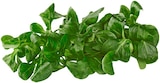 Bio Feldsalat Angebote von REWE Bio bei REWE Kirchheim für 1,29 €