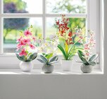 Künstliche Orchidee im Angebot bei Netto mit dem Scottie in Dresden Künstliche Orchidee Angebote bei Netto mit dem Scottie Dresden für 7,99 €