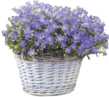 Polster-Glockenblume im aktuellen V-Markt Prospekt