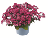 Angebot im toom Baumarkt Hannover Prospekt toom Baumarkt Hannover Prospekt mit im Angebot fĂŒr 3,99 âŹ