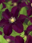 Kletterpflanze Clematis von FloraSelf für 11,95 € bei Hornbach im Angebot Kletterpflanze Clematis von FloraSelf im aktuellen Hornbach Prospekt