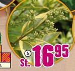 Gold-Liguster „Aureum" im Angebot bei Hornbach in Mülheim Gold-Liguster „Aureum" Angebote bei Hornbach Mülheim für 16,95 €