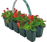 10er-Pack Beet- und Balkonpflanzen im aktuellen Netto mit dem Scottie Prospekt