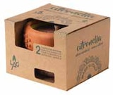 Citronella – Gartenkerze von  im aktuellen Pflanzen Kölle Prospekt für 9,99 €
