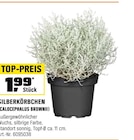 SILBERKÖRBCHEN bei OBI im Abensberg Prospekt für 1,99 €