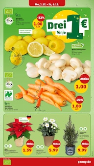 Stauden Angebot im aktuellen Penny Prospekt auf Seite 7