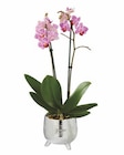 Phalaenopsis in Formkeramik Angebote bei Lidl Fürth für 8,99 €