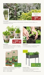 Pflanzen Kölle Kräuter im Prospekt Pflanzen Kölle Kräuter im Prospekt