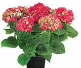 Aktuelles Hortensie Angebot bei Dehner Garten-Center in Bottrop ab 7,99 €