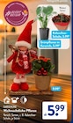 Weihnachtliche Pflanze im ALDI SÜD Prospekt Weihnachtliche Pflanze von Gardenline im aktuellen ALDI SÜD Prospekt für 5,99 €