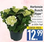 Aktuelles Hortensie Busch 'Hype' Angebot bei EDEKA in Ingolstadt ab 12,99 €